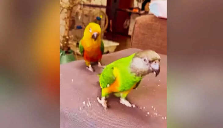 तोते ने कुछ इस तरह दिखाये स्टंट, की लोग हुए दंग, देंखे Viral Video