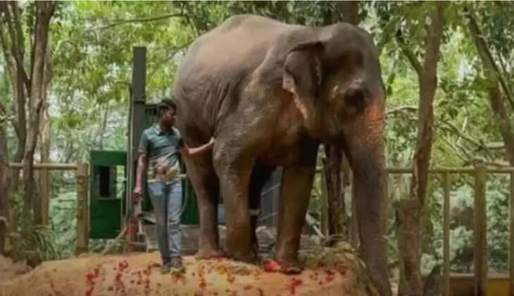 Vantara Controlversy: कोल्हापुर में हाथिनी महादेवी की वापसी की मांग पर हजारों लोगों की मौन रैली