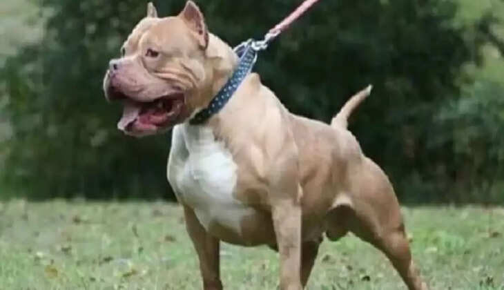 चेन्नई में पड़ोसी के पिटबुल ने व्यक्ति को नोचा, मौके पर हुई मौत