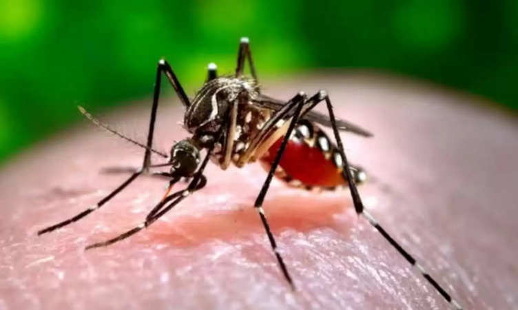 Noida News: गौतमबुद्धनगर में डेंगू से प्रभावित मरीजों की संख्या में जबरदस्त इजाफा, जुलाई से अगस्त तक तीन गुना हुई बढ़ोतरी