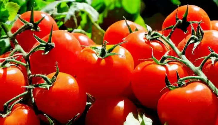 Tomato Price: आसमान से जमीन पर गिरे टमाटर के रेट, 20 अगस्त से 40 रुपये प्रति किलो उपलब्‍ध