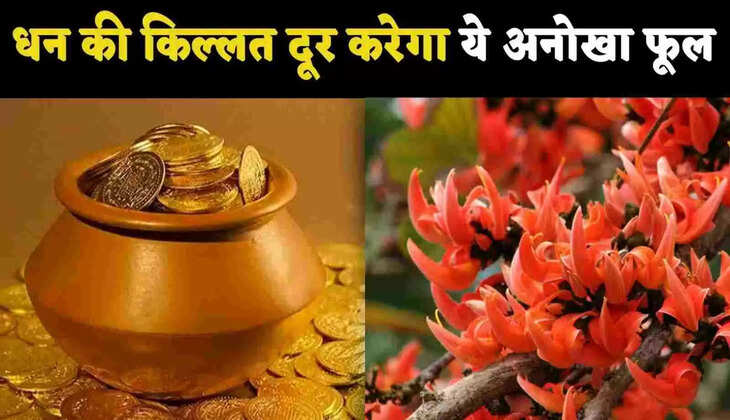 Vastu tips lucky flower lucky plant